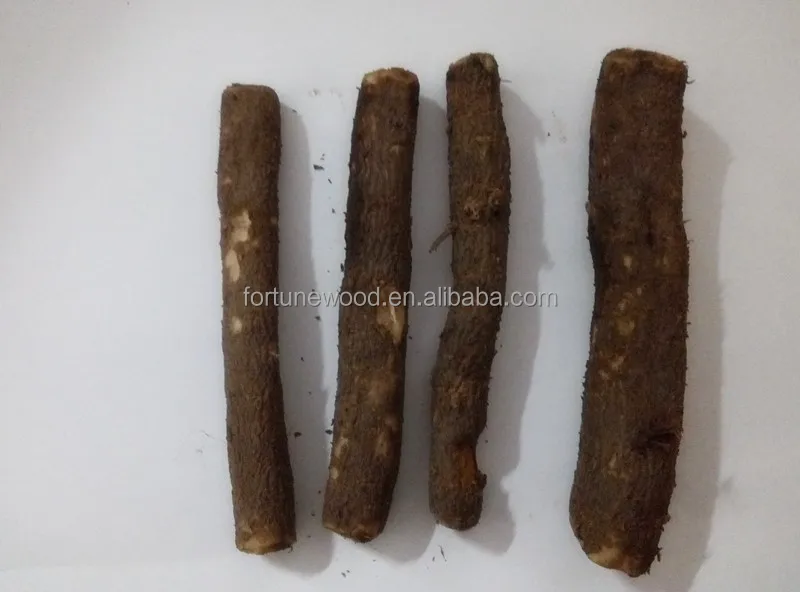 
Paulownia Tree for Planting Type Paulownia Shantong Cutting Root 