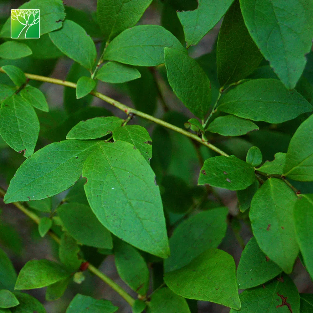 Распродажа растительная ферма белый цветок черника фруктовые саженцы дерево вакциния Spp