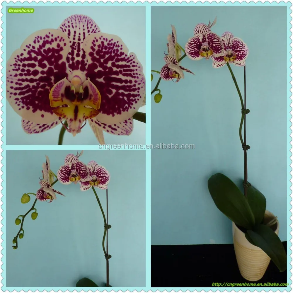 Белое черное пятно, Бабочка, Орхидея из Китая