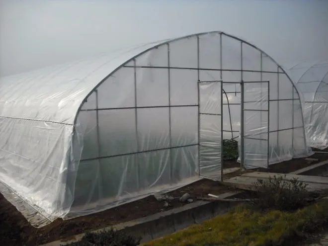 high quality tunnel greenhouse with succulent fleshiness