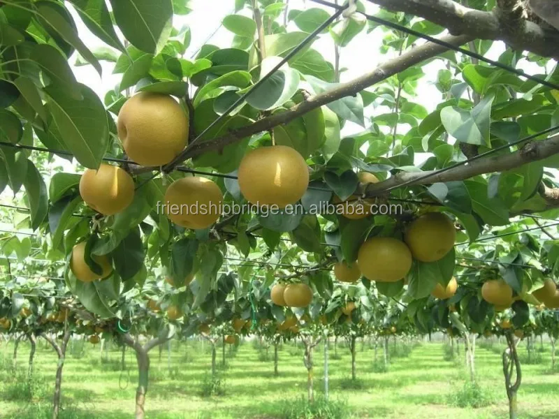 Разновидности саженцев фруктовых деревьев груши из китайской фермы по низкой цене на продажу
