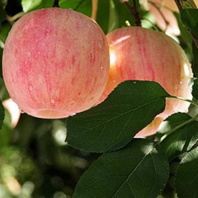 Южно-китайский анти-сезон, саженцы яблони, фрукты