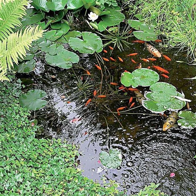 
China enterogermina bacillus subtilis 