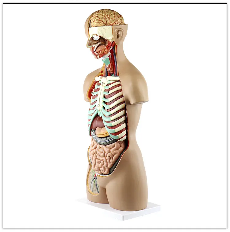 High quality Medial Classic unisex Human torso model 85cm 17parts