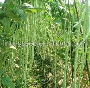 Семена овощных семена сортовые продуктивным коровьего гороха