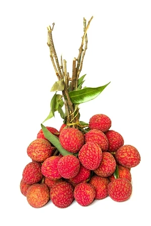 Export food canned lychee for vegetable fruits for indonesia food
