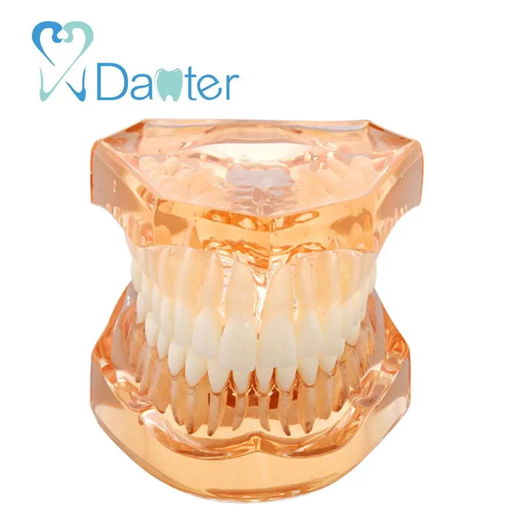 Fantastic Quality Dental Model, Soft Gum with Removable Teeth without Hinge
