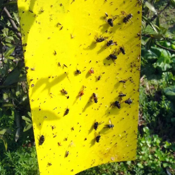 Booster High Quality Double Sided Insect Yellow Sticky Traps