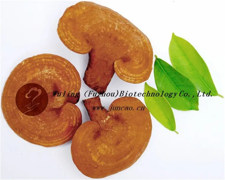 
Dried Lingzhi Ganoderma Lucidum Fruit Body Reishi Mushroom 