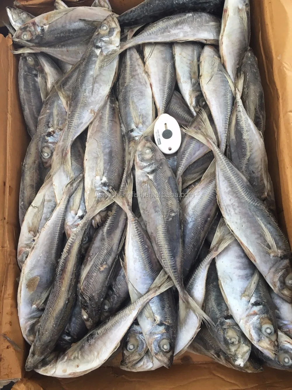 
Hot Selling Cheap Price Trachurus Japonicus Frozen Horse Mackerel 