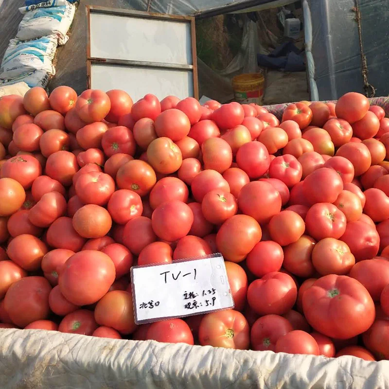 High Resistance High Yield  Tomato Seeds Red Tomato Seeds