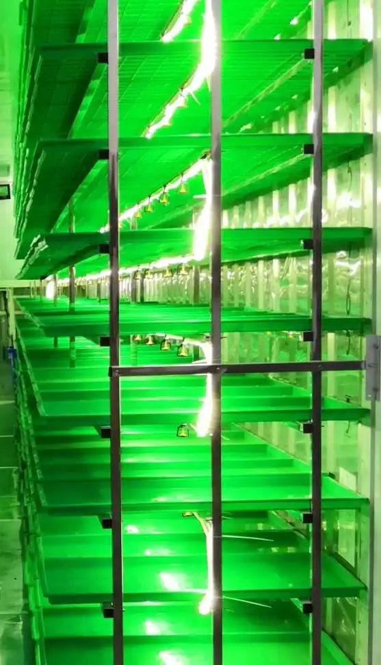Water-saving feed machine hydroponic system container hydroponic system container seedling barley sprouting machine