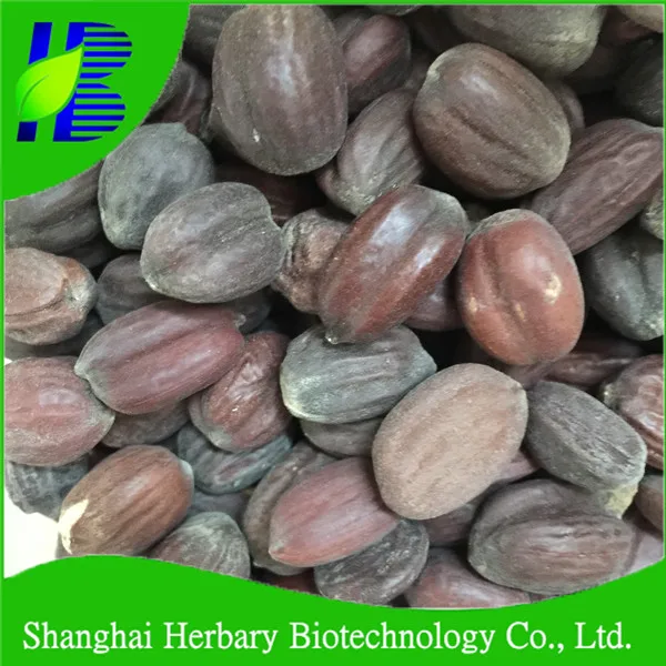 Семена Simmondsia Chinensis для производства масла жожоба