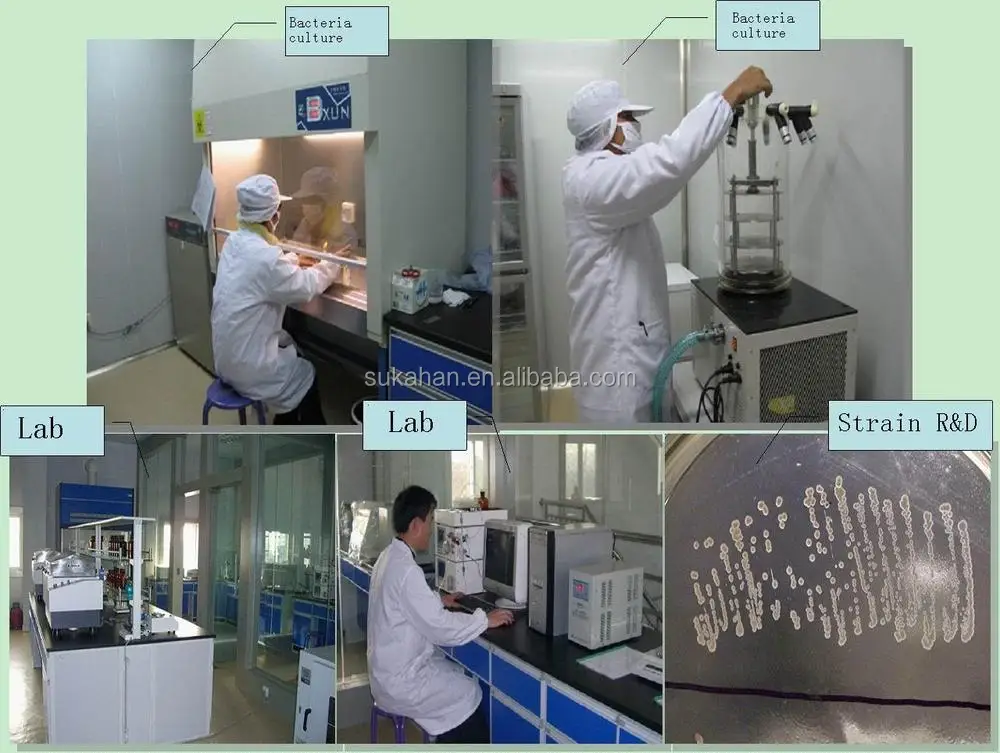 Biogas Fermentation Bacteria ZH-1001 the early stage of biogas fermentation