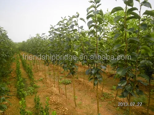 Разновидности саженцев фруктовых деревьев груши из китайской фермы по низкой цене на продажу