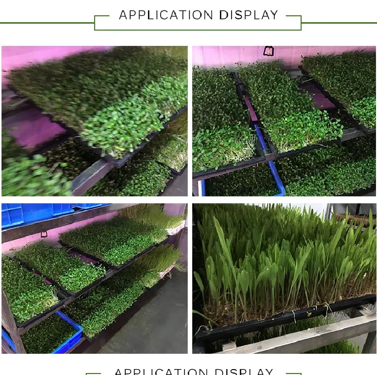 600*300mm Size plastic seedling tray for rice paddy seed nursery sowing