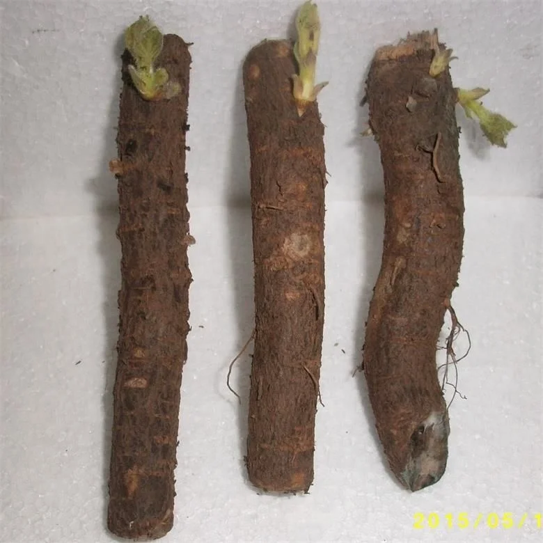 
China fast grow cold resistant 99% germinate paulownia 9501 seed plants for growing 