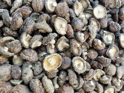 Сушеные грибы Detan Shiitake цена за кг для продажи