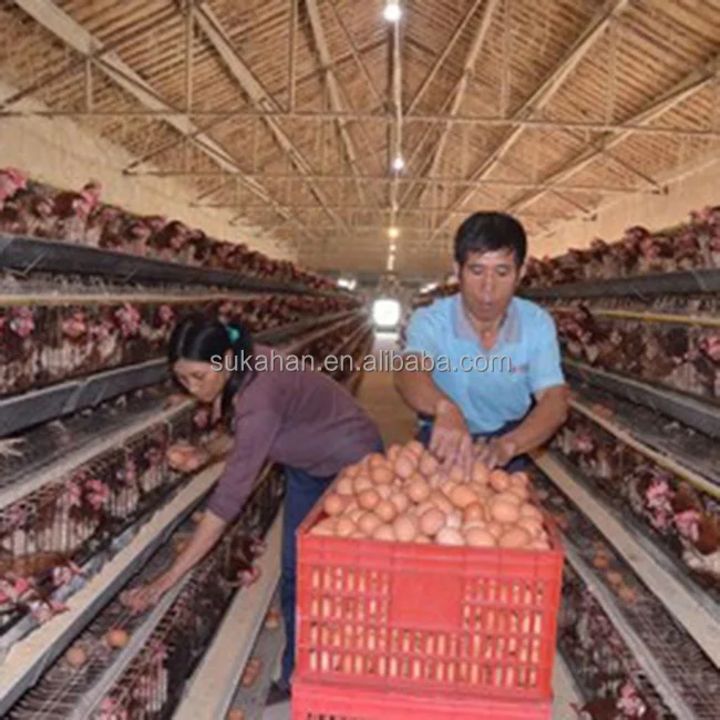 
SUKAHAN Poultry Premix Vitamin Mineral Probiotics Additives to Improves Quantity And Quality of Eggs 