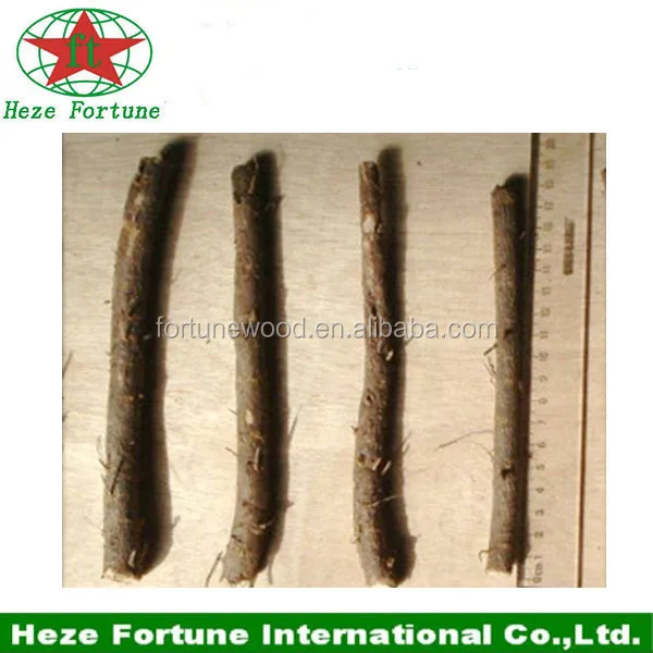 paulownia hybrid 9501 root paulownia planting