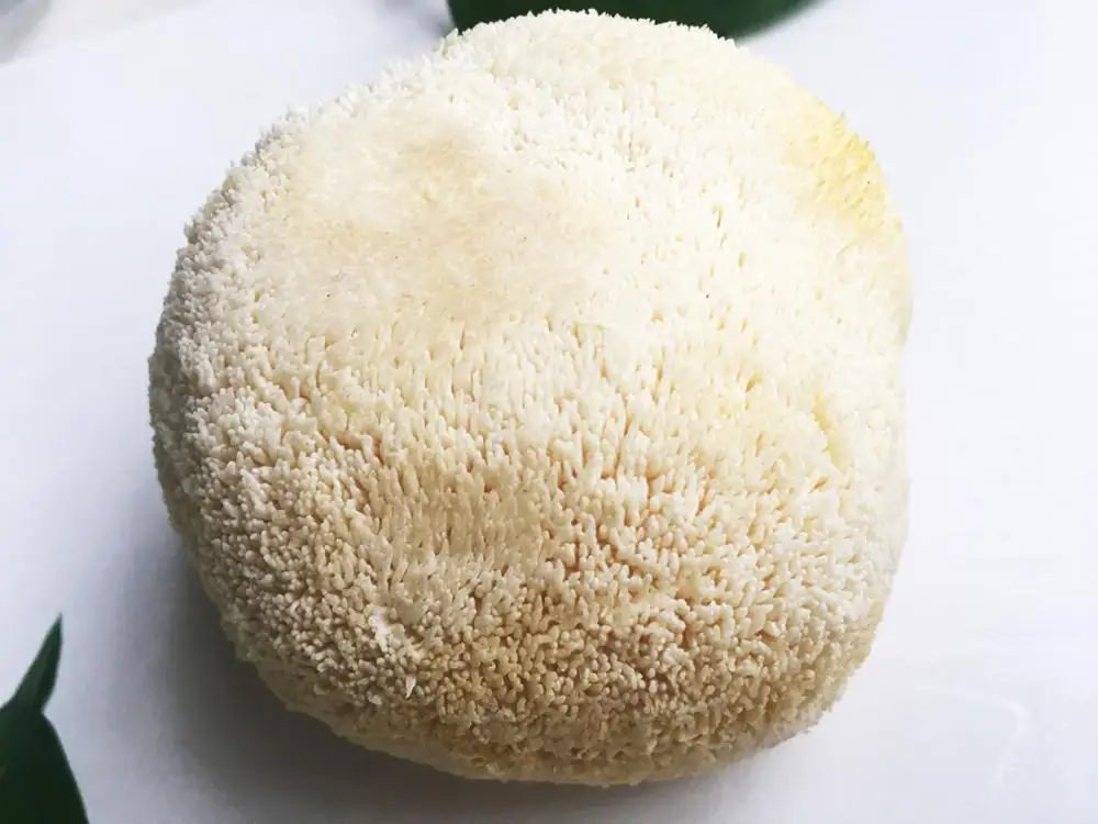
Detan price of 1kg fresh lions mane mushroom 