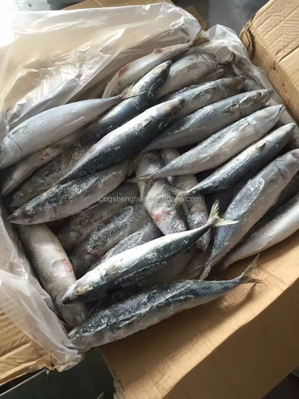 Hot Selling Cheap Price China fish factory Wholesale sea Frozen Pacific Mackerel