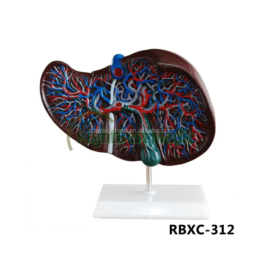 Liver and pancreas and duodenum model, Medical anatomical model of human digestive system