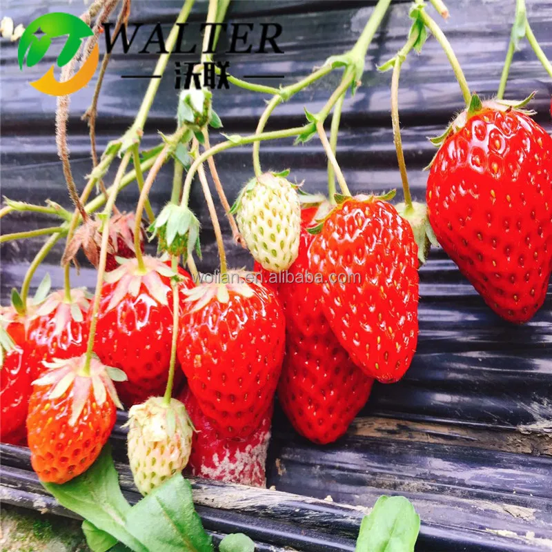 Лист из мульчирующей бумаги