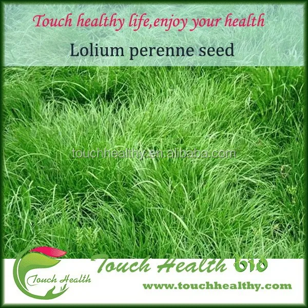 2021 год, семена ryegrass, семена корма, семена травы, восстанавливающие рост, по-прежнему растет сильно