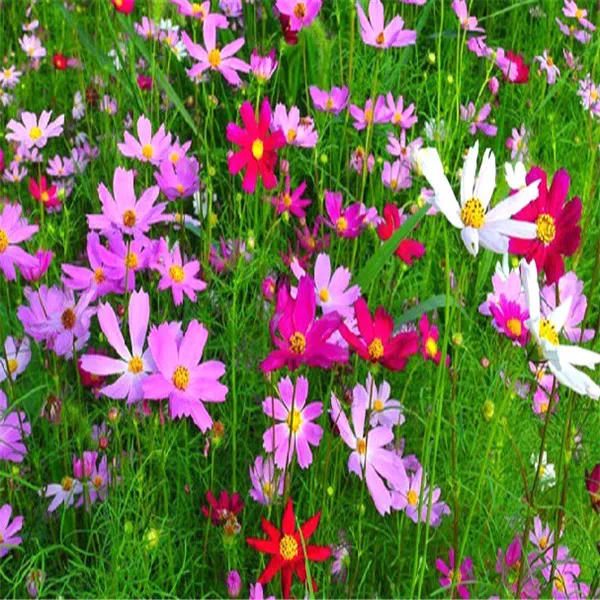 Китайский поставщик семян космоса высокой породы