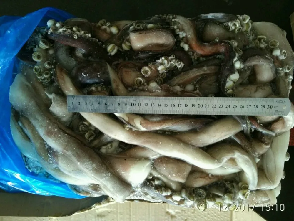 wholesale frozen cheap giant squid tentacles fish bait Squid Sexual Tentacles