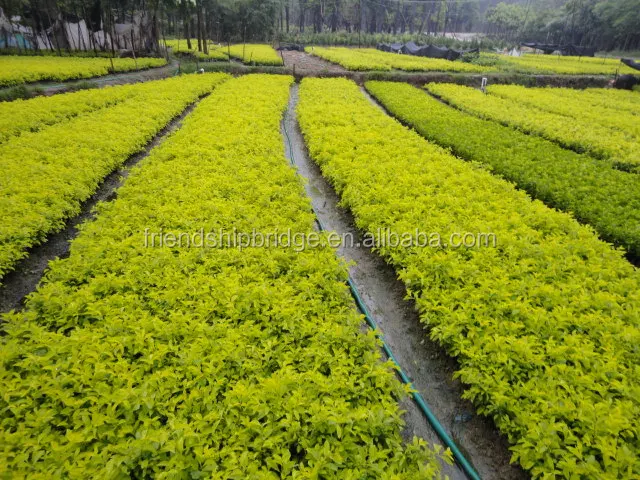 
evergreen foliage outdoor landscaping decorative ornamental plants Ficus microcarpa cv Golden Leaves 