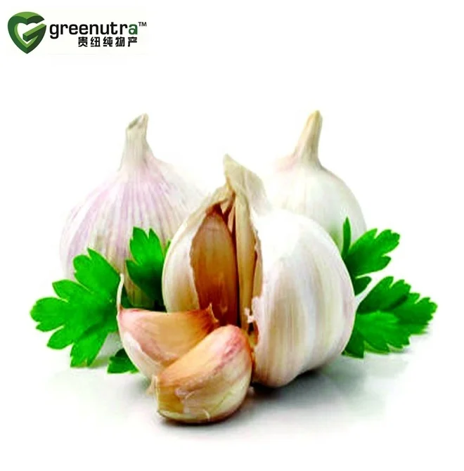 
high quality factory production garlic extract 