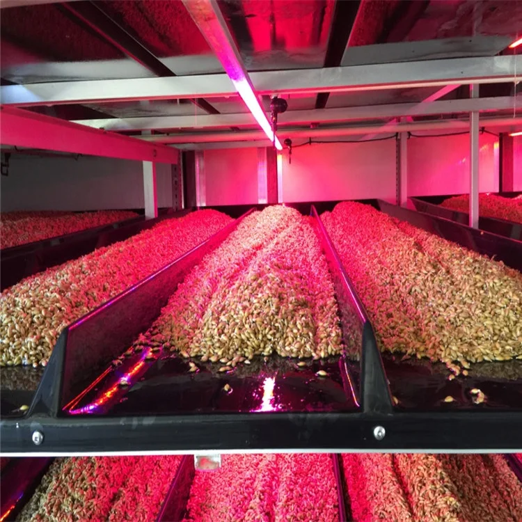 Australia Hot Sale Hydroponic Fodder System For Cattle Green Fodder Sprout System Container Type Hydroponic Green Fodder Sprouti