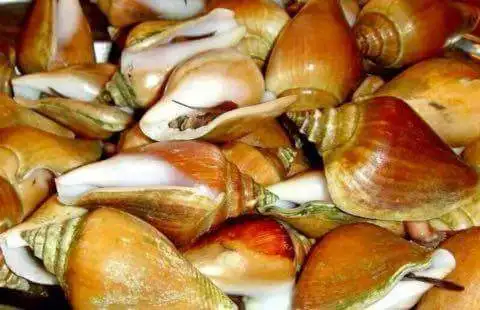 Раковины для мяса