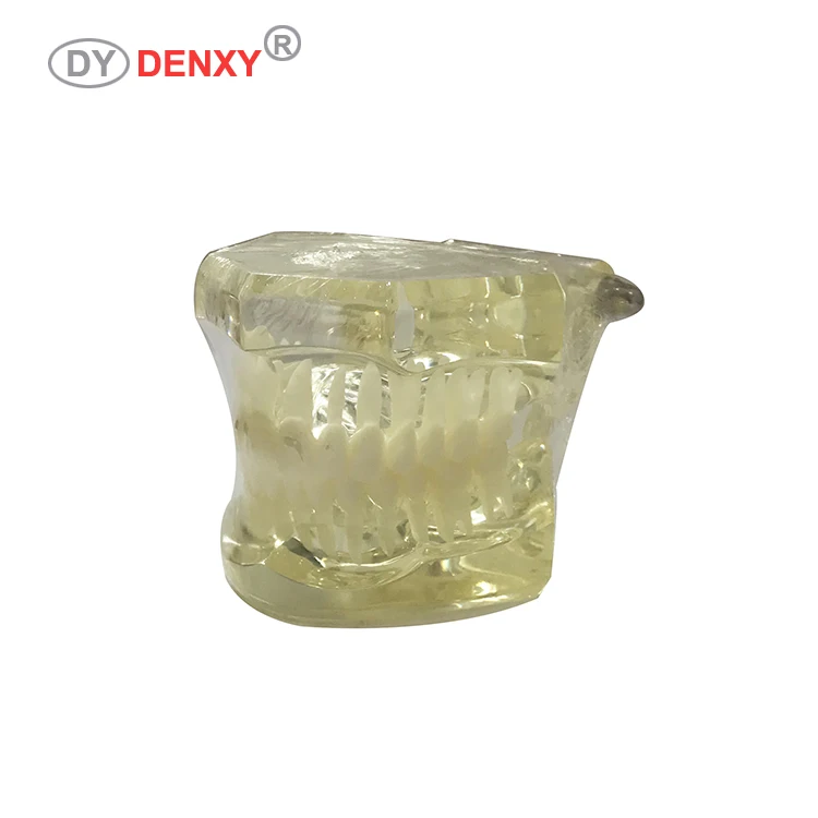
High-quality beautiful dental supplier transparent orthodontic model 