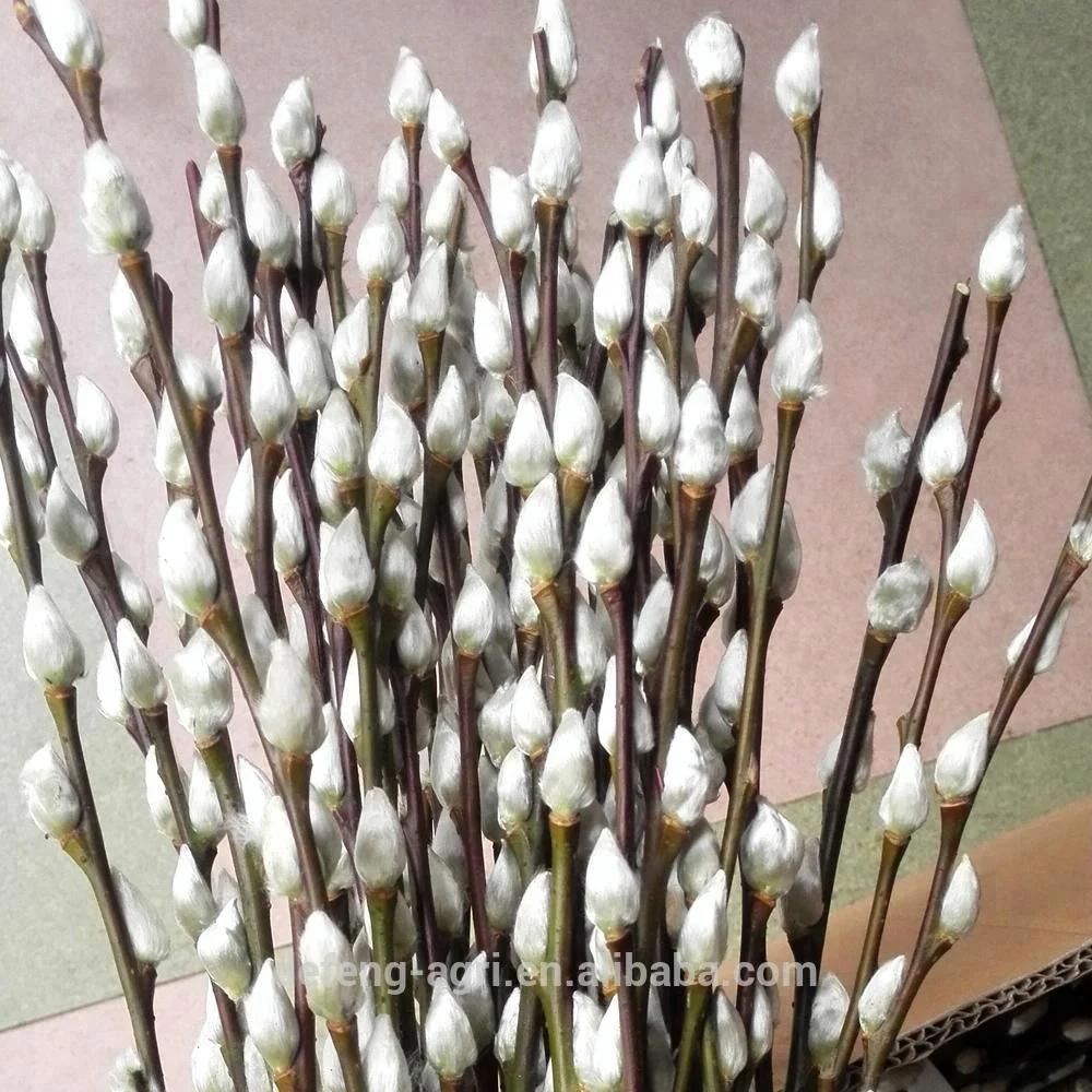 High quality fresh cut flowers pussy willow cut flower natural dry flower