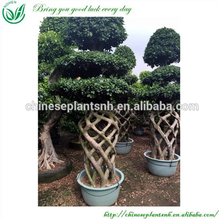
 Бонсай Фикус микро карпа в форме клетки 3 м  
