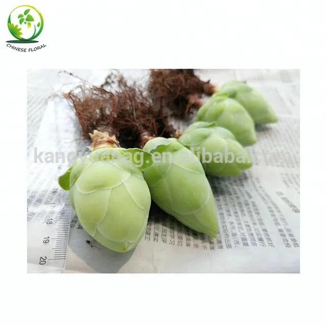 Live Succulent Greenovia diplocycla gigantea