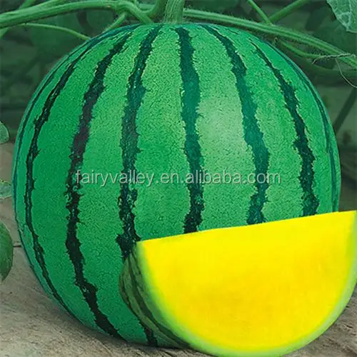 
Hybrid F1 Agricultural gardendedicated Watermelon Seeds for growing-Golden beauty 