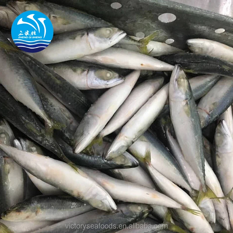 Whole Frozen Pacific Mackerel For Fishing Bait