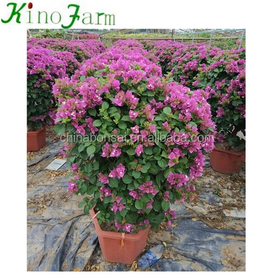 
Natural Plants Flowering Bougainvillea Bonsai 