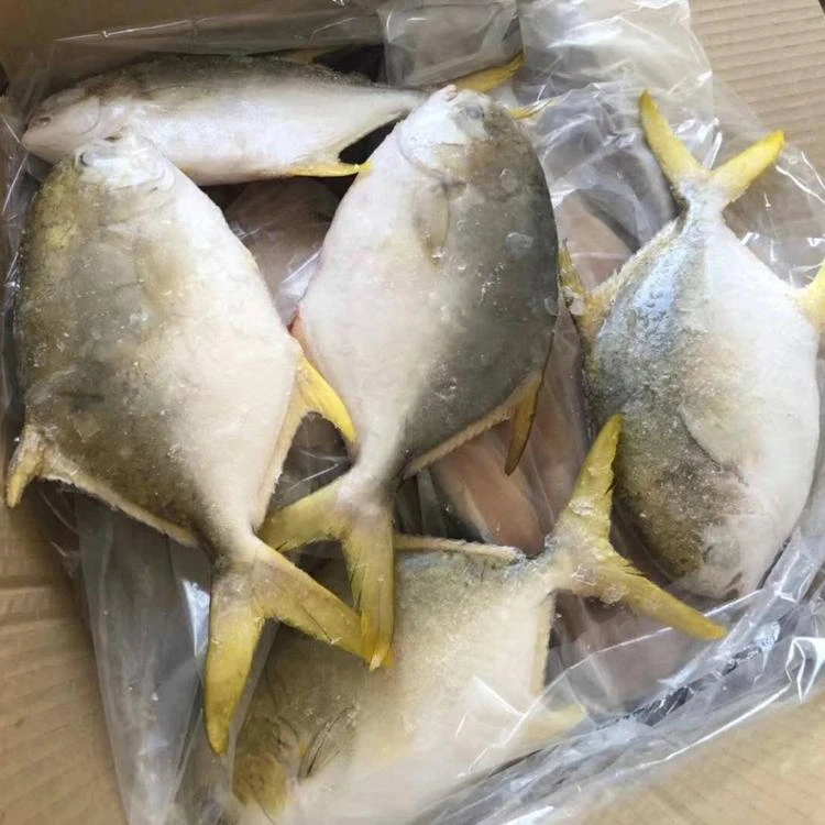 Frozen golden pomfret whole round