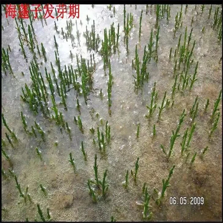 
Salicornia Europaea Seeds for Growing 