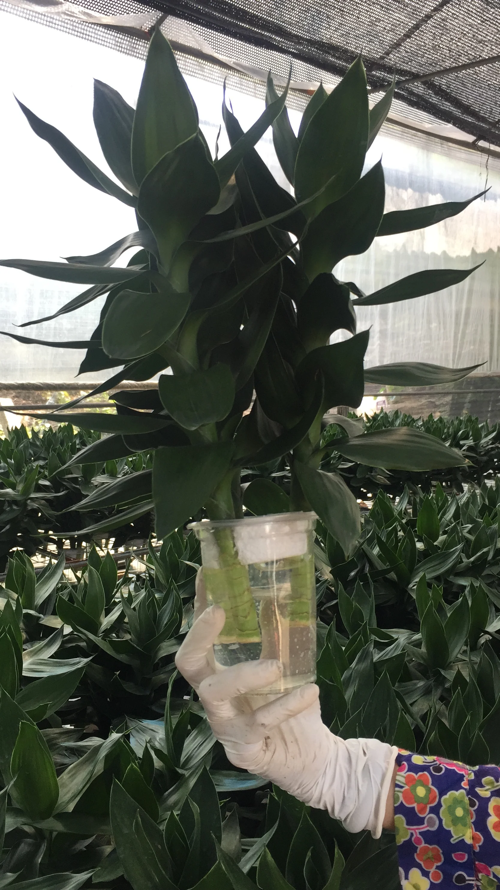 
Lotus Lucky Bamboo Dracaena Sanderiana 