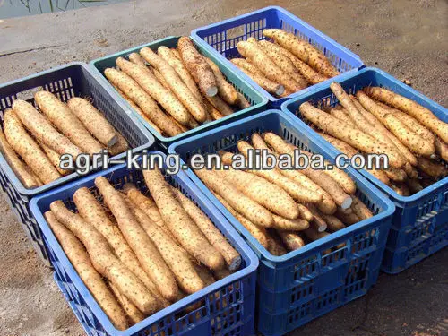 Grade A Fresh Chinese Honey Yams