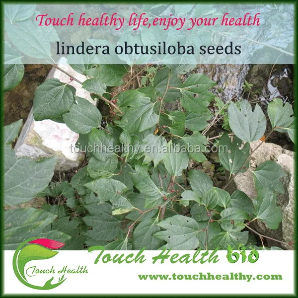 2021 Touchhealthy Supply Best selling lindera obtusiloba seeds