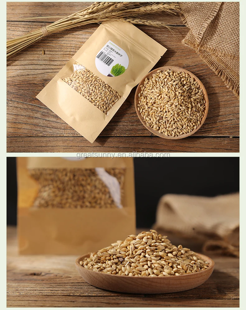 Supply High Germination Natural Barley Seeds With Low Price for Barley and Oat seed grwoing sprout