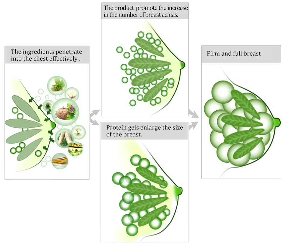 Herbal Skin Care Custom Logo Best Natural Breast Nipple Enlargement Firming Fitness Cream For Women
