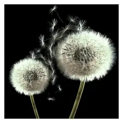 Wood Wall Vintage Vinyl Photography Backdrop Photo Background Studio Prop 5x7ft/3x5ft/3x3ft